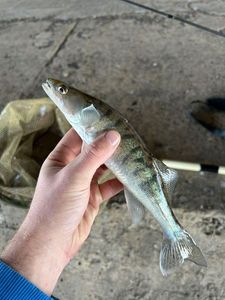 Zander