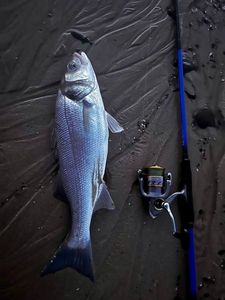 European Bass (Seabass)