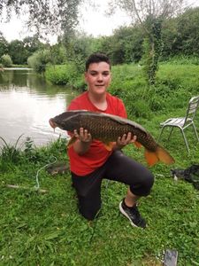 Common Carp