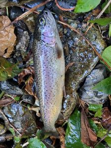 Rainbow Trout