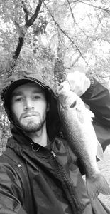 Largemouth Bass