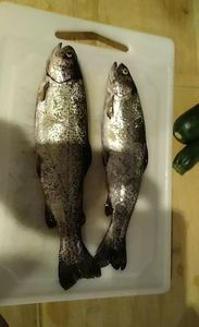 Rainbow Trout