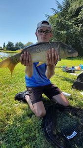 Mirror Carp