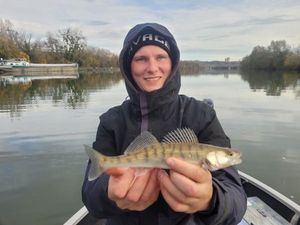 Zander