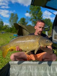 Common Carp