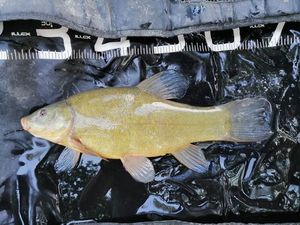 Tench