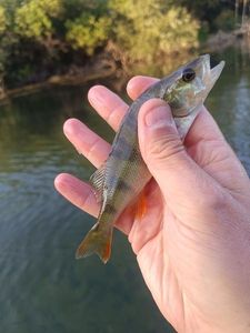 European Perch