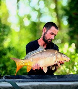 Mirror Carp