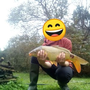 Common Carp