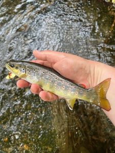 Brown Trout