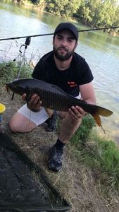 Common Carp