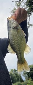 Largemouth Bass