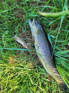 Brown Trout
