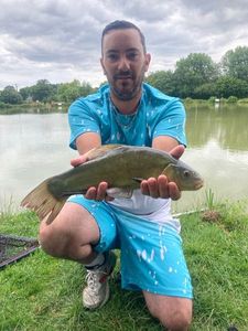 Tench