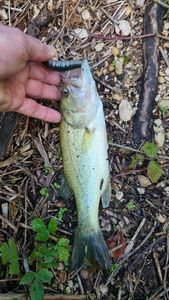 Largemouth Bass