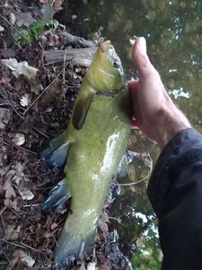 Tench