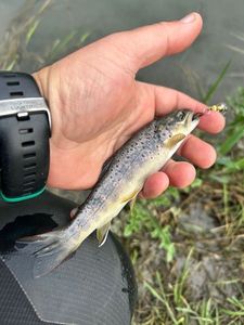 Brown Trout