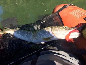 Chain Pickerel