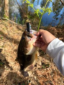 Largemouth Bass