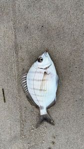 White Seabream