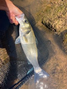 European Bass (Seabass)