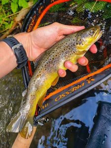 Brown Trout