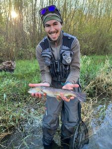 Brown Trout