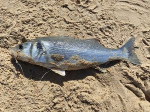 European Bass (Seabass)