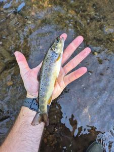 Brown Trout