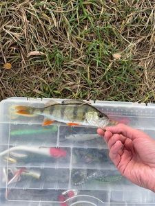 European Perch