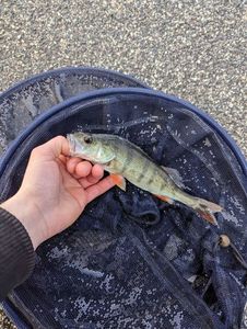 European Perch