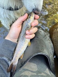 Brown Trout