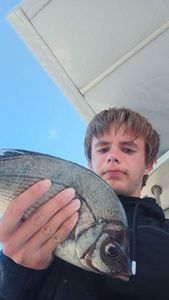 Black Seabream