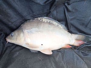 Mirror Carp