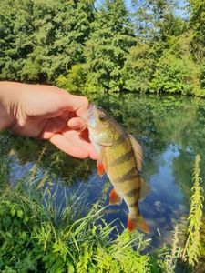 European Perch