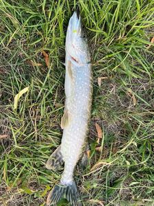 Northern Pike