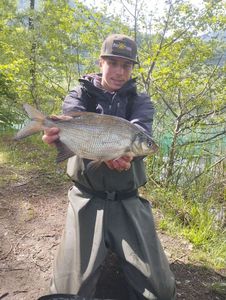 Common Bream