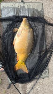 Leather Carp
