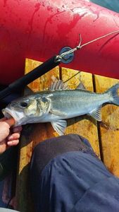 European Bass (Seabass)