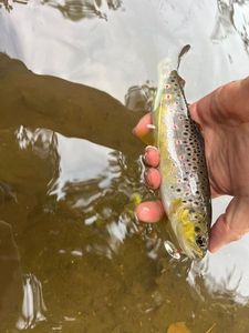 Brown Trout