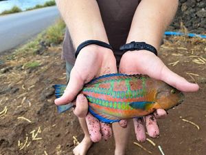 Goldsinny Wrasse