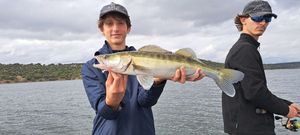 Zander