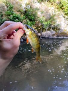 European Perch