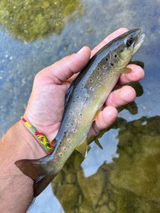 Brown Trout