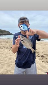Black Seabream