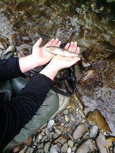 Brown Trout