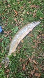 Northern Pike