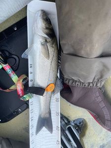 European Bass (Seabass)