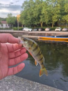 European Perch