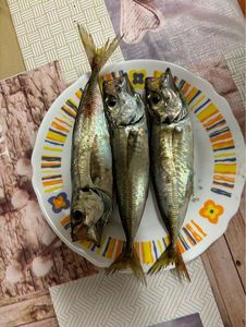 Talang Queenfish